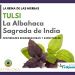 Tulsi, l'alfàbrega Sagrada de l'India