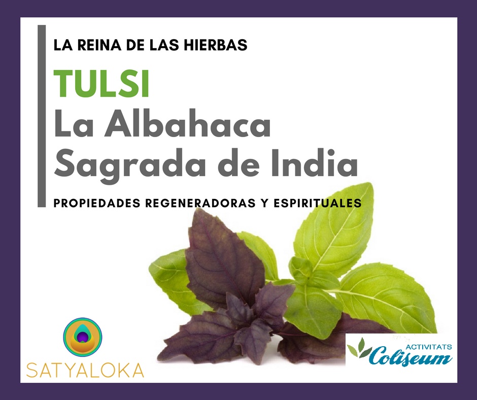 Tulsi, l'alfàbrega Sagrada de l'India