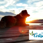 Botiquín Homeopático para mascotas de vacaciones.