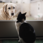 Flores de Bach en perros y gatos: Miedo a los petardos.