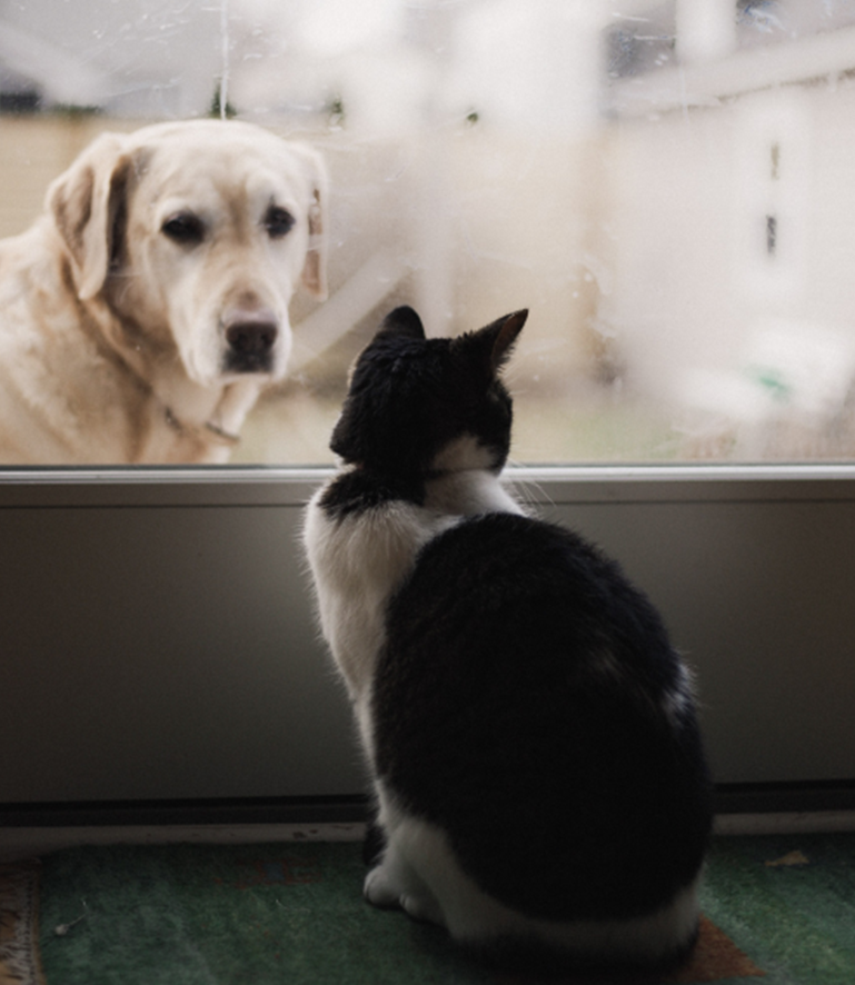 Flores de Bach en perros y gatos: Miedo a los petardos.