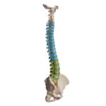 La columna vertebral: órgano vital para nuestra salud