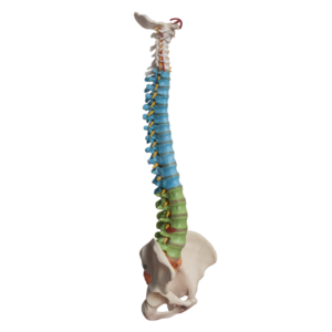 La columna vertebral: órgano vital para nuestra salud