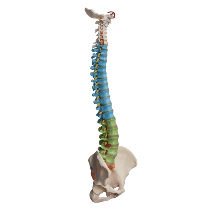 La columna vertebral: órgano vital para nuestra salud