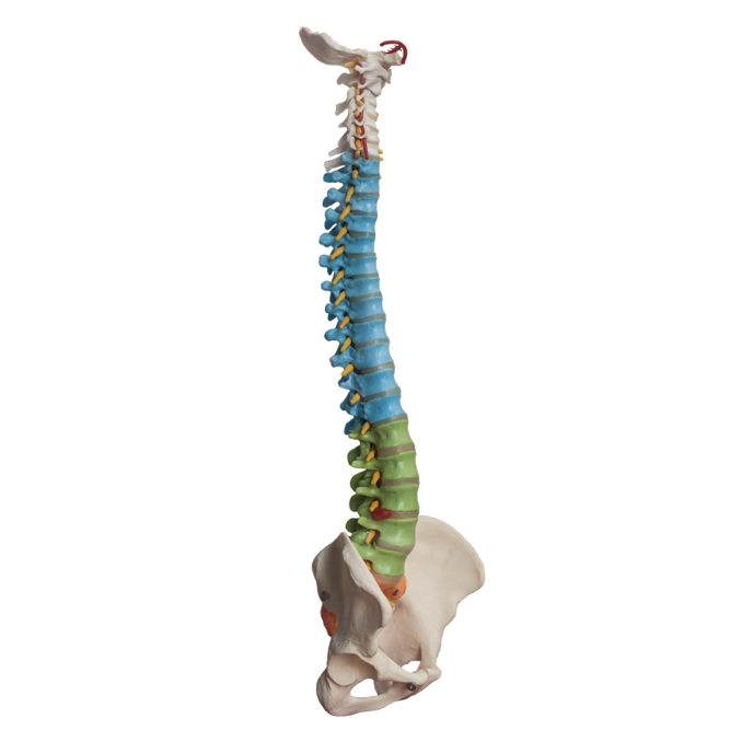 Revisión gratuita de tu Columna Vertebral y control Neuromuscular