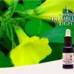 Mimón Trembling, Curso TREMBLING LIGHT ESSENCES en cómodos módulos: Uso práctico de las Esencias para la Evolución Personal y Colectiva